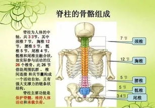 脊椎管图片大全