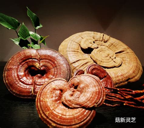 灵芝孢子粉主治什么病最好呢