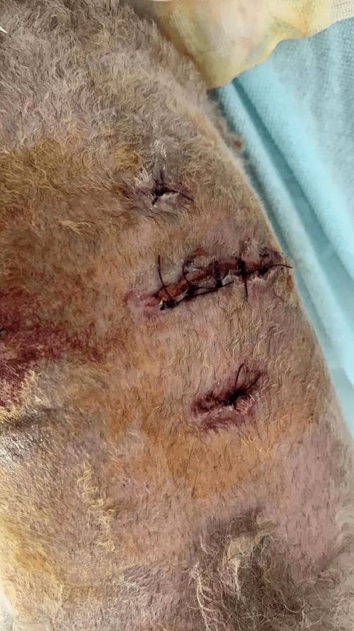 头面部颈部犬咬伤病毒迅速侵犯大脑的风险与应对策略