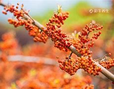 沙棘的功效与作用