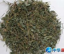 绞股蓝的神奇功效自然疗法的现代复兴