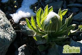 天山雪莲的功效与作用及食用方法