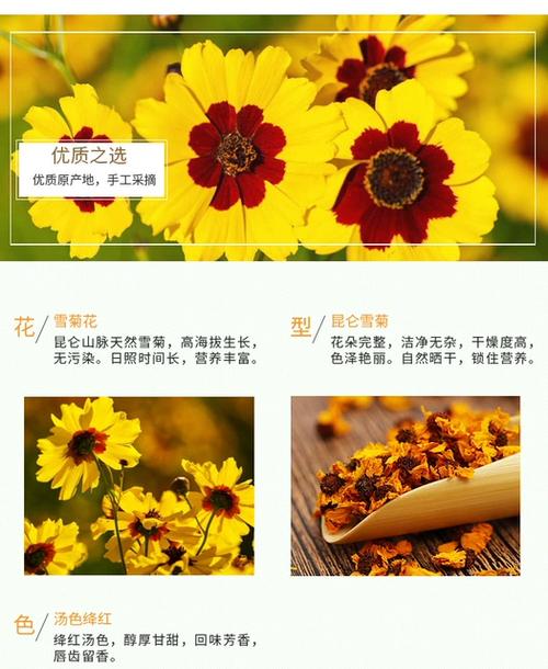 新疆昆仑雪菊的功效与作用