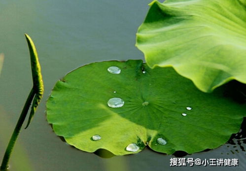 1.促进减肥与脂肪代谢
