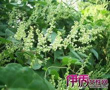 何首乌的副作用和危害