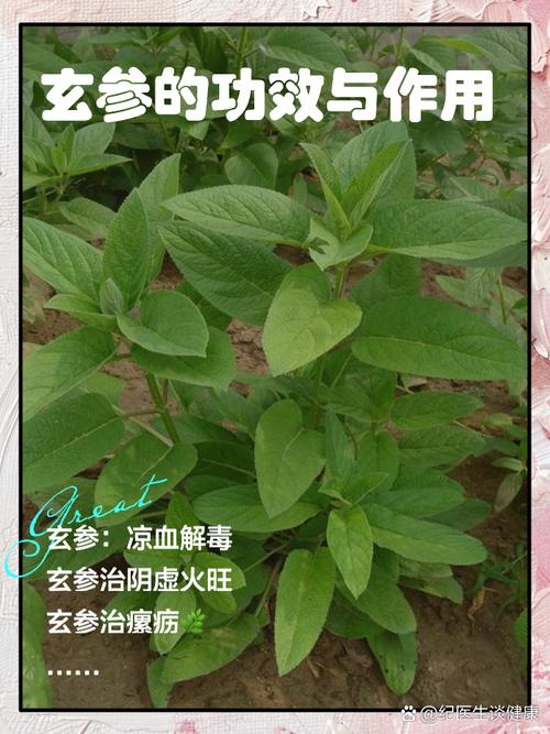 玄参的功效与归经