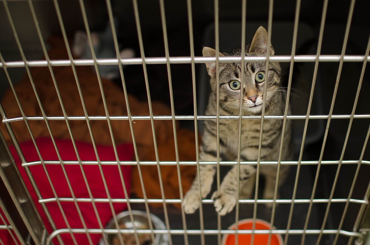 母女家中养超20只猫，恶臭扰邻