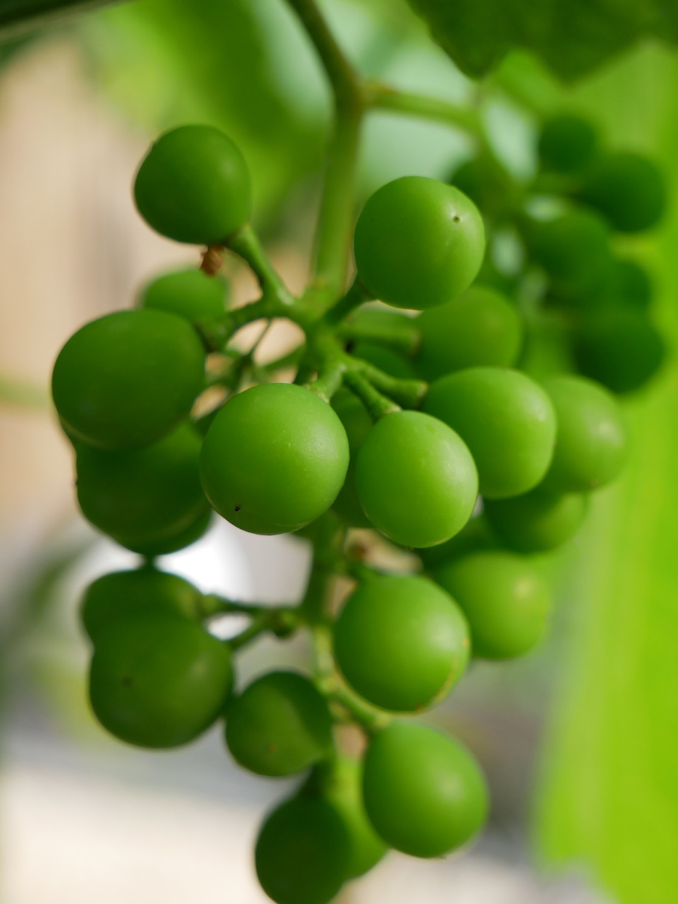 菠萝，你的甜蜜小秘密，上火还是降火？