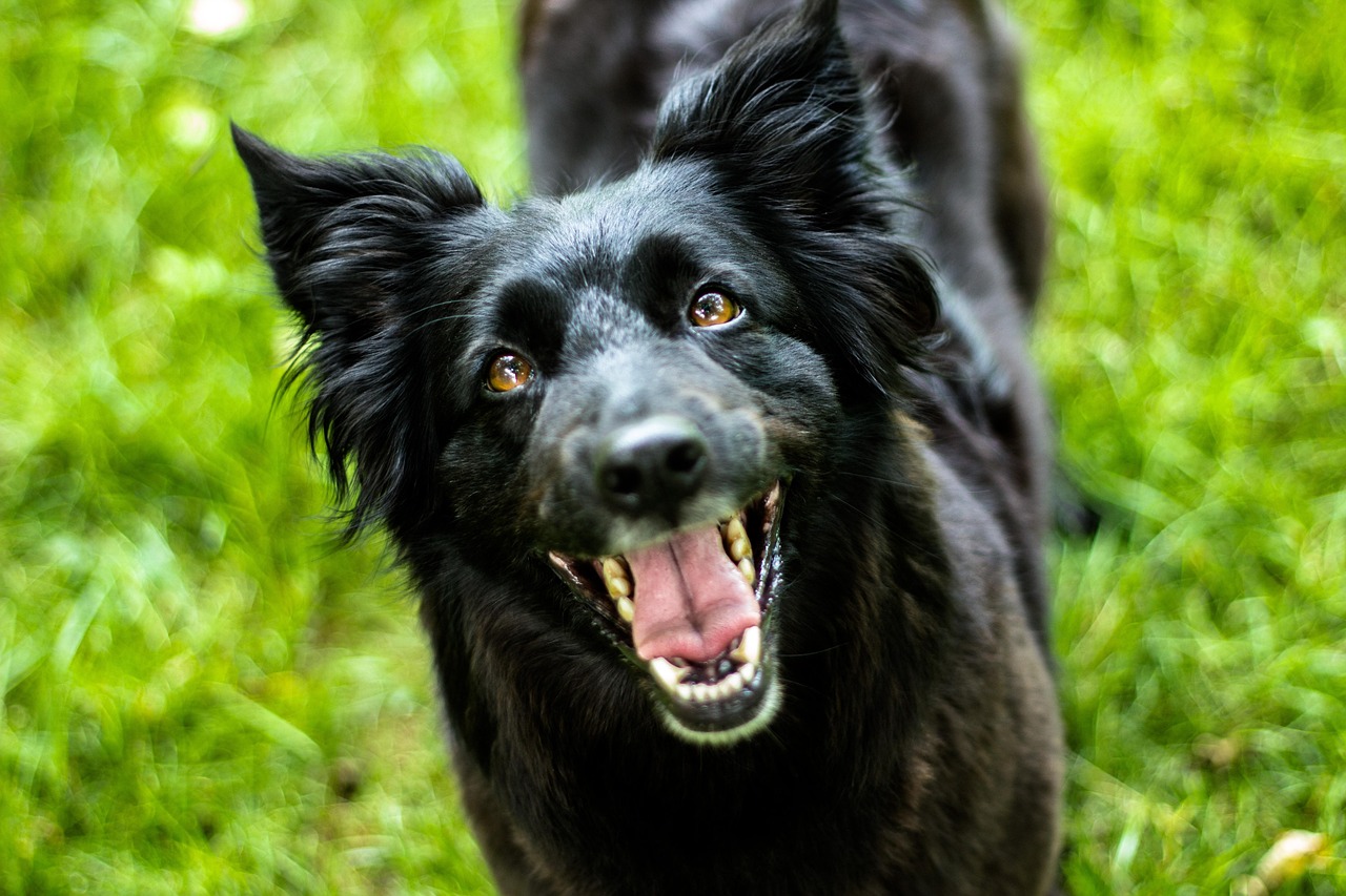 深度解析，狂犬病的潜伏期，时间、传播与预防全指南