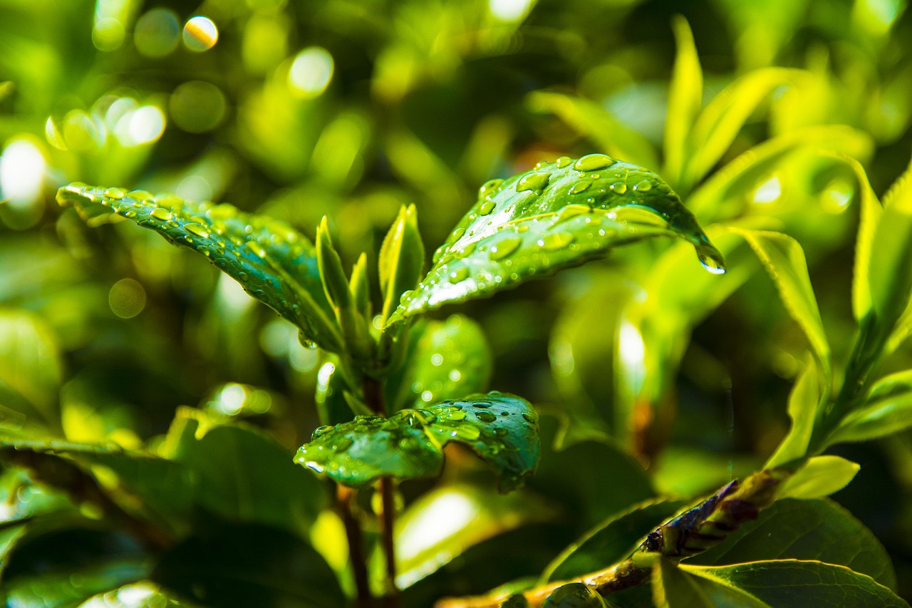 探索茶的健康之道，喝什么茶最养生？