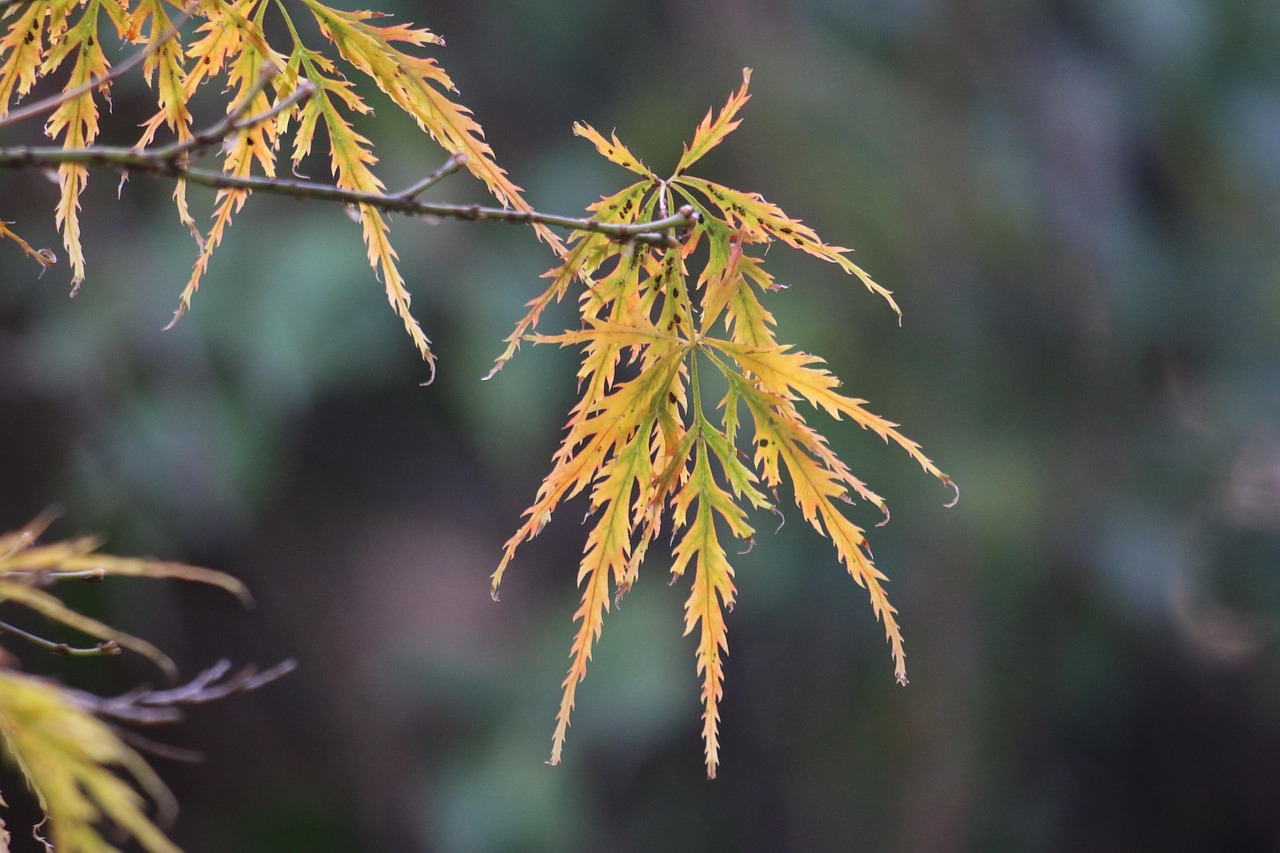 秋季养生，如何顺应季节变化，保持健康与活力